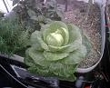 Aquaponic Grown Cabbage Head