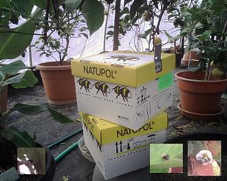 Bumblebees make excellent greenhouse pollinators with there smaller numbers and docile manner.