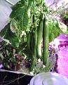 Aquaponic Grown European Seedless Cucumbers