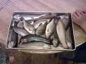First Aquaponic Fish Harvest